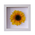 Sunflower Flower Frame