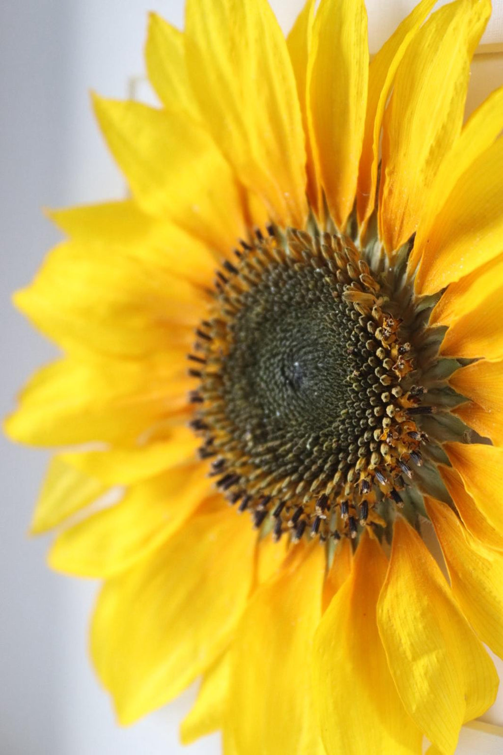 Sunflower Flower Frame